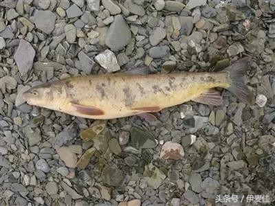 青海湟鱼科普介绍,湟鱼科普小知识