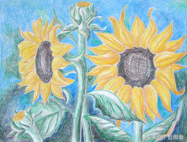 初学者画向日葵的详细教程,向日葵绘画教程简单易学