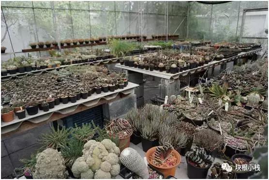 2019上海多肉展仙人球,2023泰国多肉展会直播