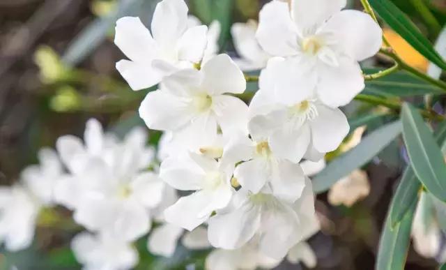 高温下的上海城市,上海40度以上高温