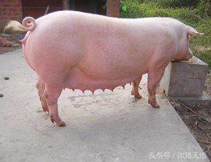 农民学养猪，母猪分娩前110-115天的症状（基础养猪学）