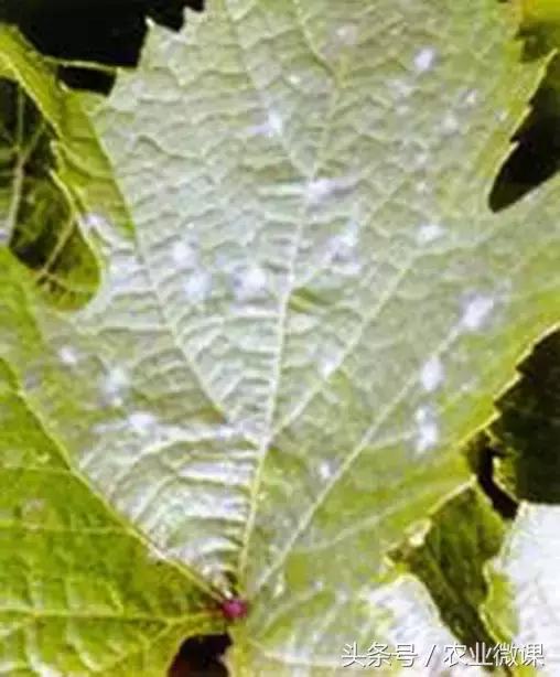 葡萄病害专用药一览表,葡萄白粉症状