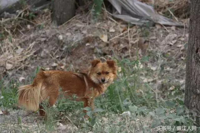 我来自廉江农村，你愿意跟我结婚吗？