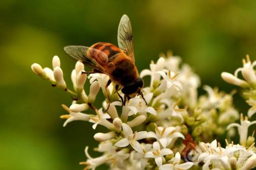 石洞蜂收捕野生蜜蜂绝招,野外捉回来的蜜蜂怎么放