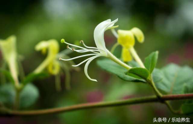 夏日火气、疖子、痱子都来袭？就找清热解毒第一花！