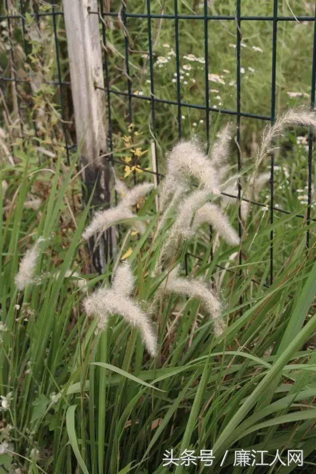 我来自廉江农村，你愿意跟我结婚吗？