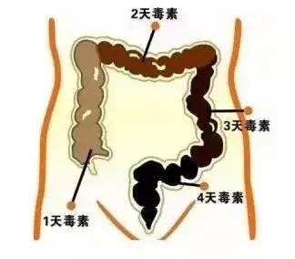 我们每天都随身“带着”18斤宿便？别逗了，哪来那么多“宿便”给你清啊！