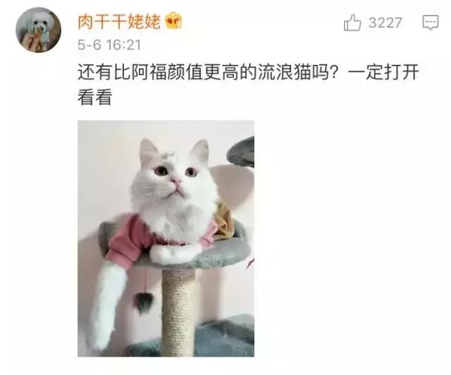 成都流浪猫割双眼皮后的图片,给流浪猫割双眼皮