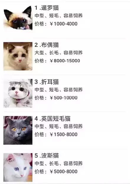 给流浪猫割双眼皮,成都流浪猫手术