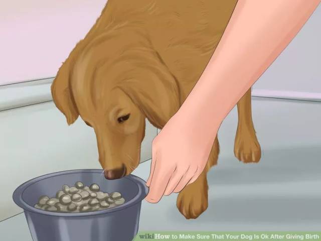 照顾怀孕狗的注意事项,怎么照顾孕期的母狗