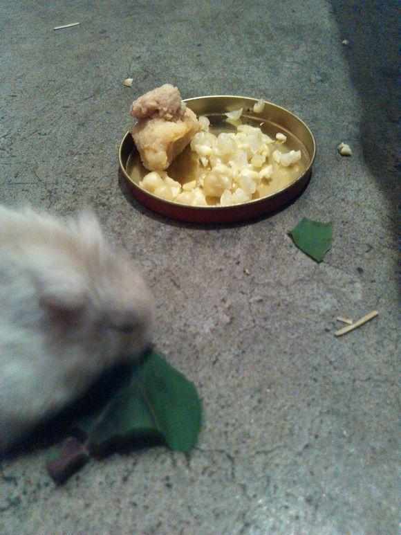 仓鼠在家开心玩耍,仓鼠突然有奇怪行为