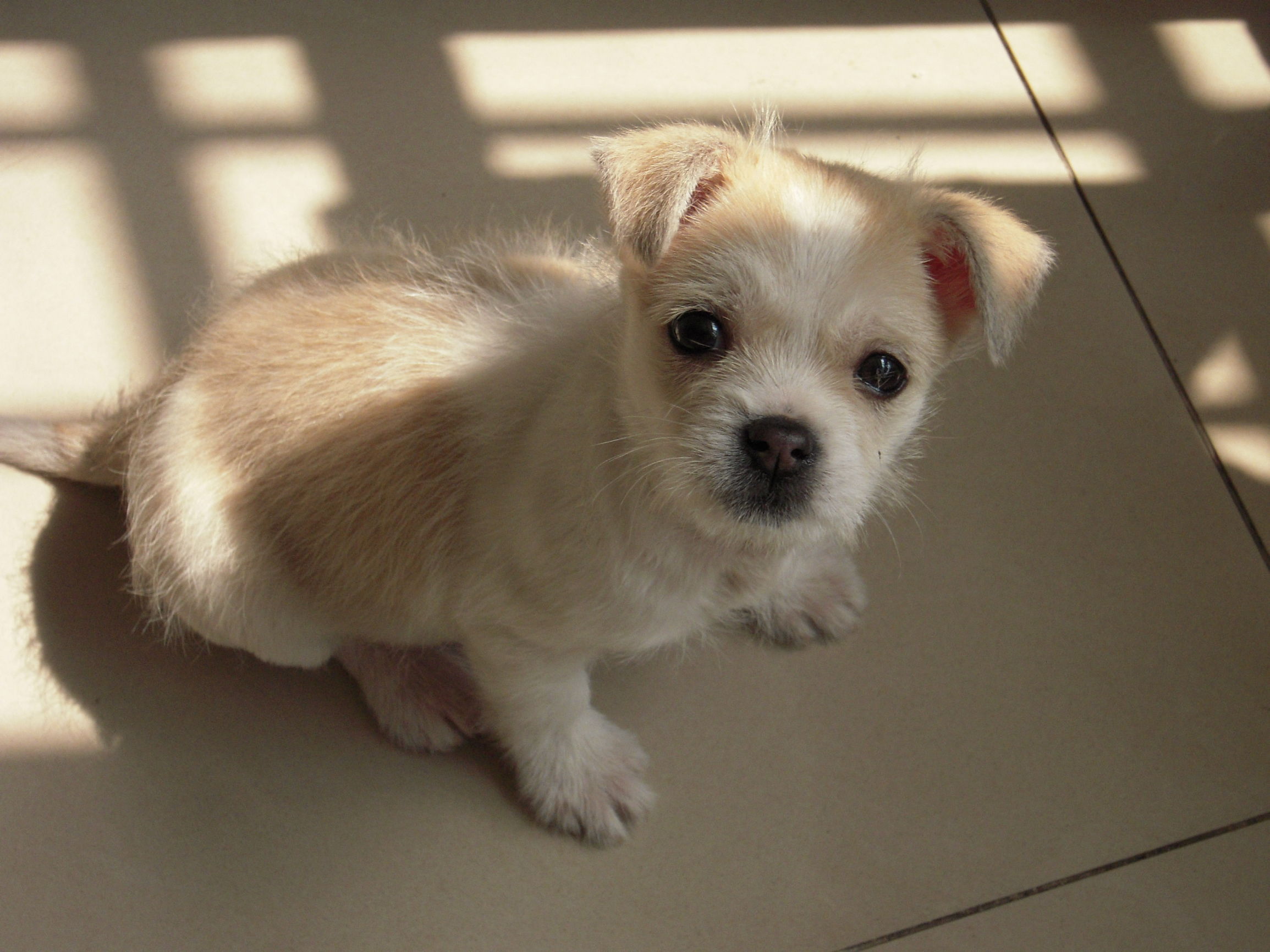 爱犬去世前祭拜视频,爱犬葬礼