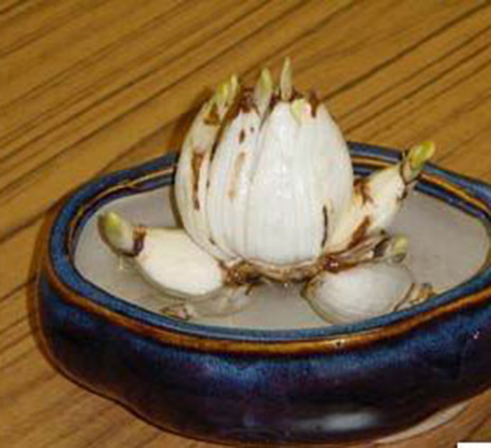 水仙花烂根怎么救活视频,水培水仙花黄叶怎么处理