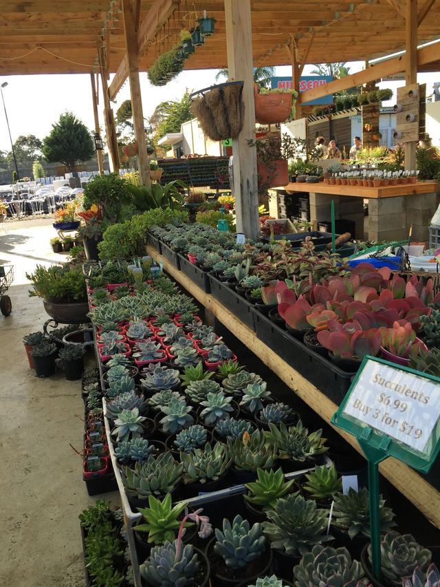 多肉植物澳大利亚墨尔本,墨尔本多肉