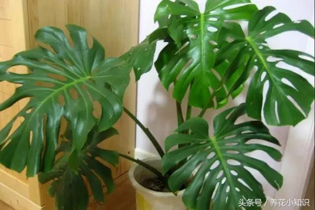 绿萝净化甲醛测评,绿萝吊兰去甲醛测评