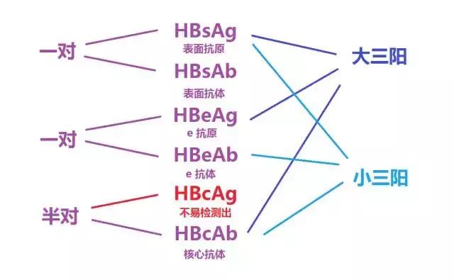 女朋友是乙肝患者有什么影响吗,女朋友是乙肝大三阳携带者怎么办