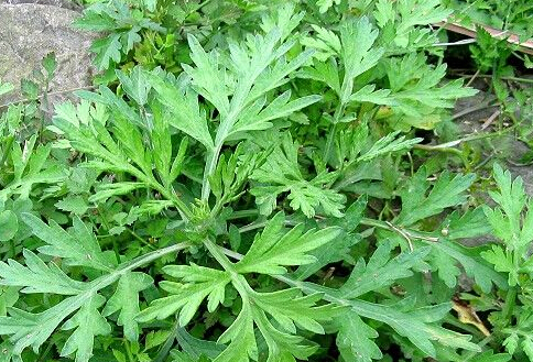 二伏天用艾叶泡脚有哪些好处,大伏天艾叶可以天天泡脚吗