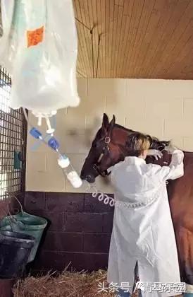 马生病怎么办最有效,马生病并发症