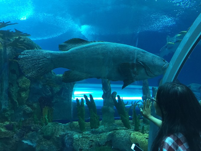 珠海长隆海洋王国游记作文,珠海长隆海洋王国一日游攻略