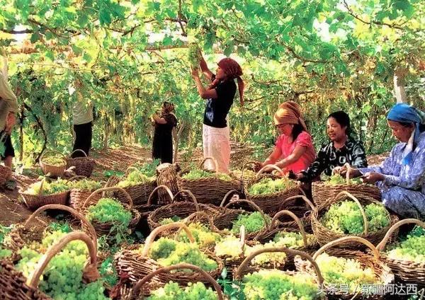沈阳必买十大特产去哪买,来海南儋州必买的十大特产