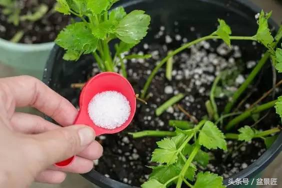 夏天招蚊子的绿植,绿植除虫小妙招