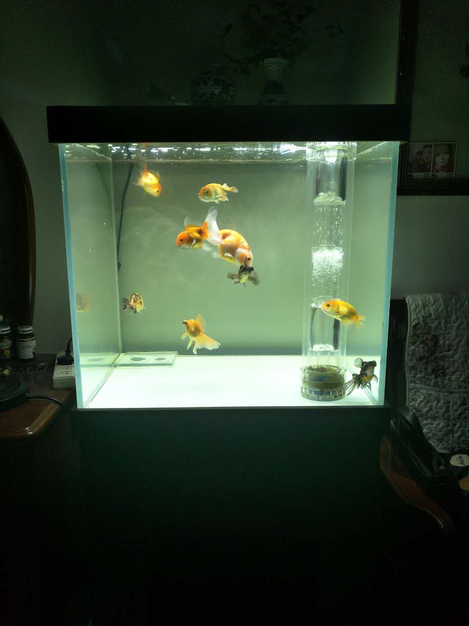 鱼缸diy用什么石头,鱼缸diy制作30元