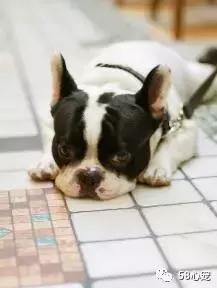 一梦谈狗：听说你喜欢法国斗牛犬，那你了解它么？