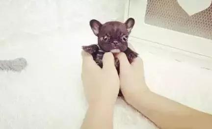 人见人爱的狗叫什么名字,人见人爱的田园犬