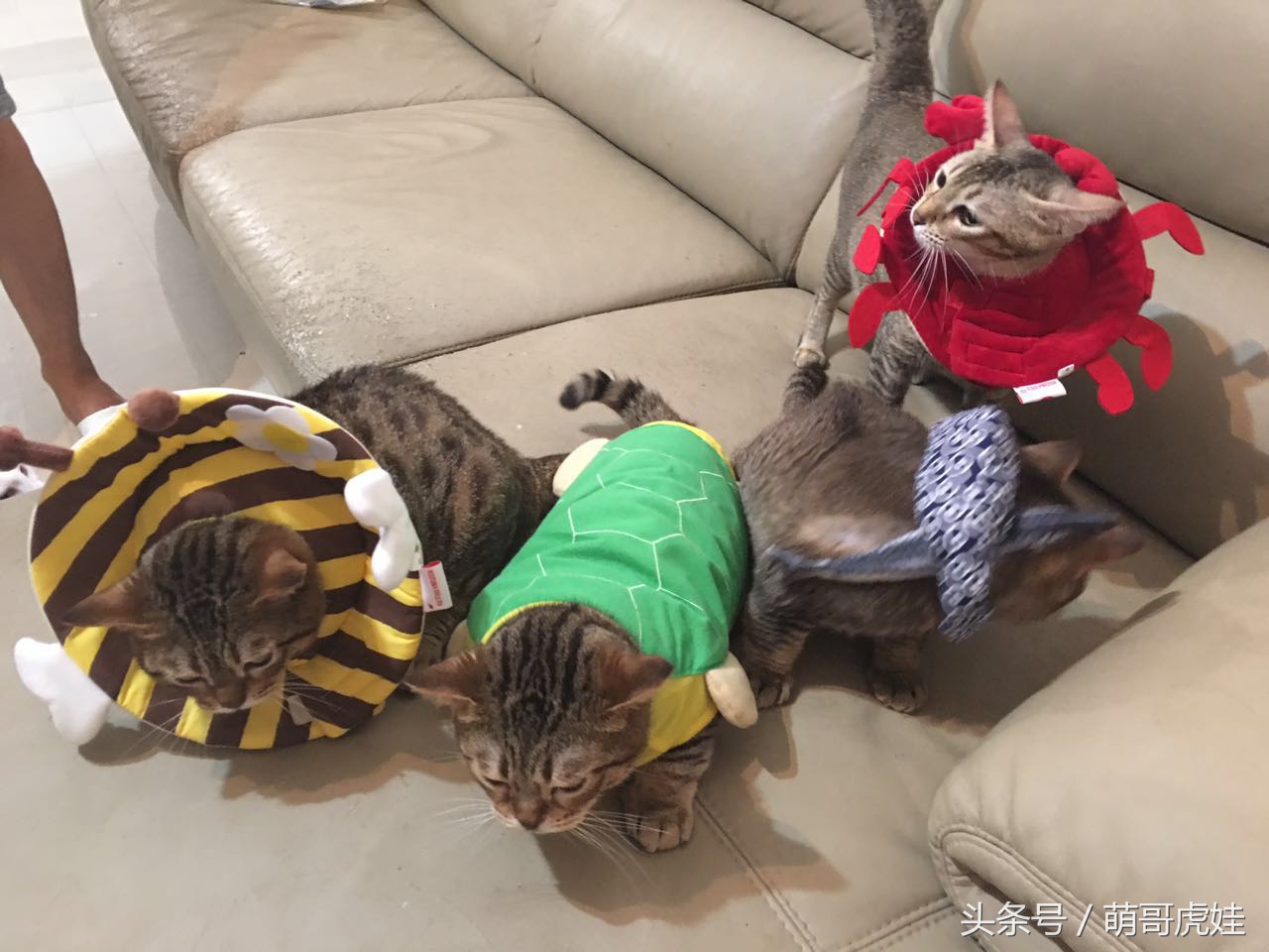 铲屎的给喵星人买了好多卖萌装备，小猫试穿后一脸懵莫名戳中萌点