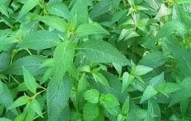 君若识草草为宝——话不尽这神奇的民间草药!