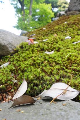 日本升龙道之旅攻略,日本升龙道旅游