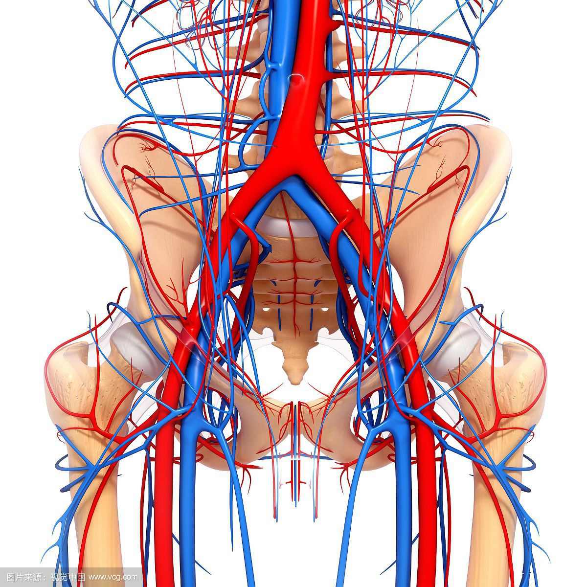 治下肢血栓闭塞脉管炎中药方,下肢动脉慢性血栓闭塞