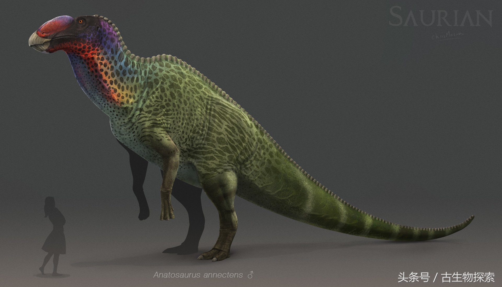 白垩纪的超级鸭嘴龙类，比霸王龙还要大！