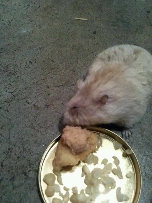 仓鼠在家开心玩耍,仓鼠突然有奇怪行为