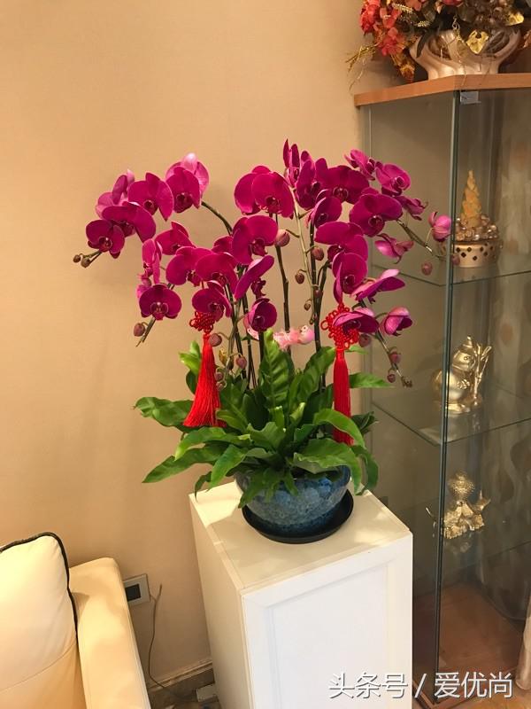 开业乔迁，吉利有寓意的盆栽有哪些？