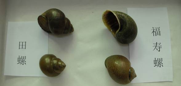 不小心吃了福寿螺怎么办,吃到福寿螺头晕恶心怎么办