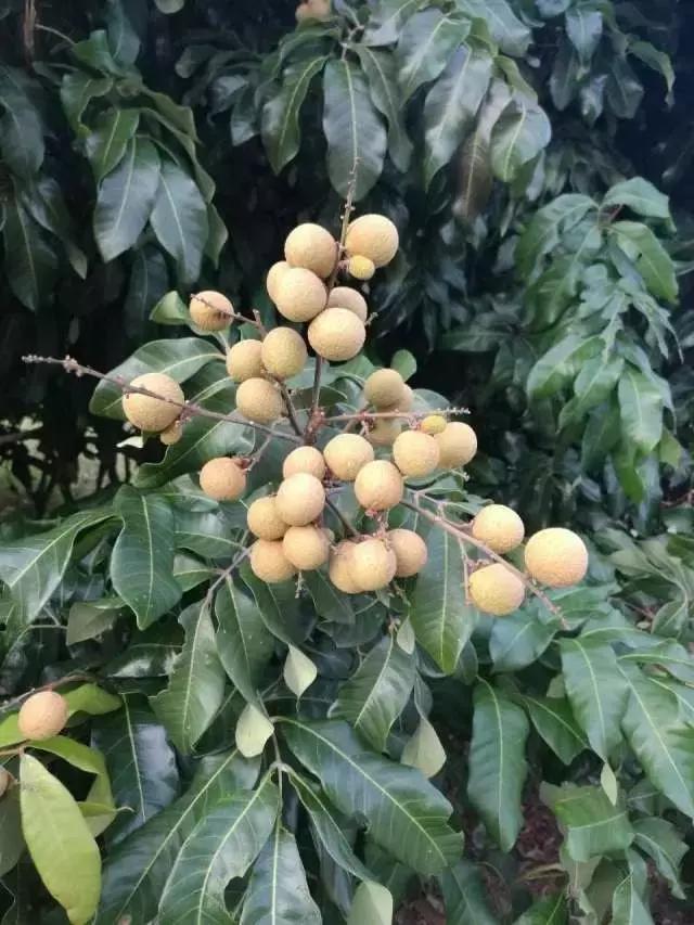 台山浪琴湾有藤壶吗,台山浪琴湾沙滩游泳