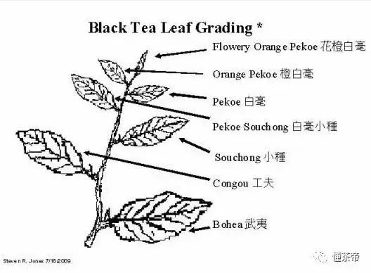 正宗祁红,祁红的茶叶比较碎和细