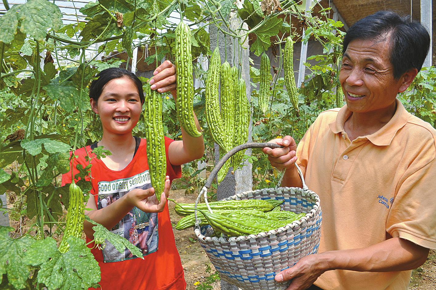 苦瓜种植旁边的菜发苦,苦瓜怎么种植不苦