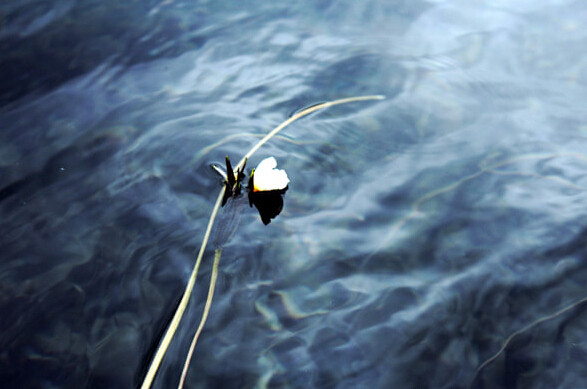 丽江香格里拉风景,从丽江到香格里拉视频