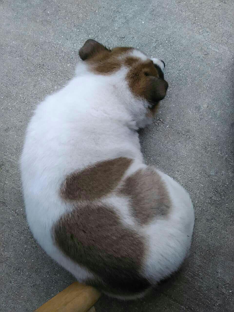 前天在路上看到一只狗被车撞,狗狗出车祸还能救吗