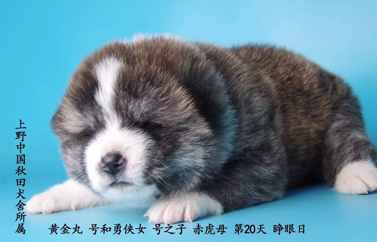 狗狗刚生完小狗注意事项,小狗刚接到家需要注意什么