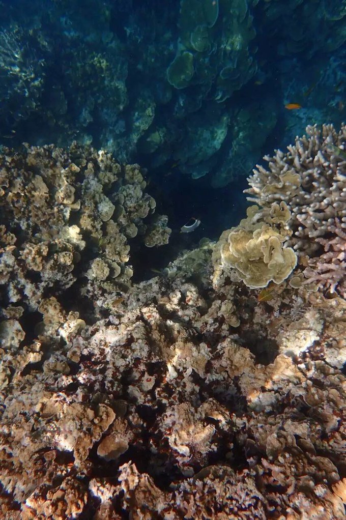 看鲨鱼，玩泥巴，看男人穿婚纱，带你看不一样的帕劳