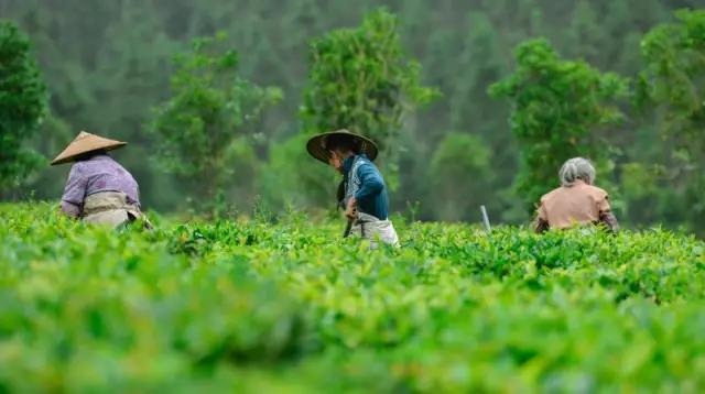 腾冲“茶妈妈”：茶的淡泊，也是人的淡泊