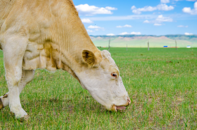 天堂草原锡林郭勒歌词及对白,真正的内蒙古锡林郭勒大草原