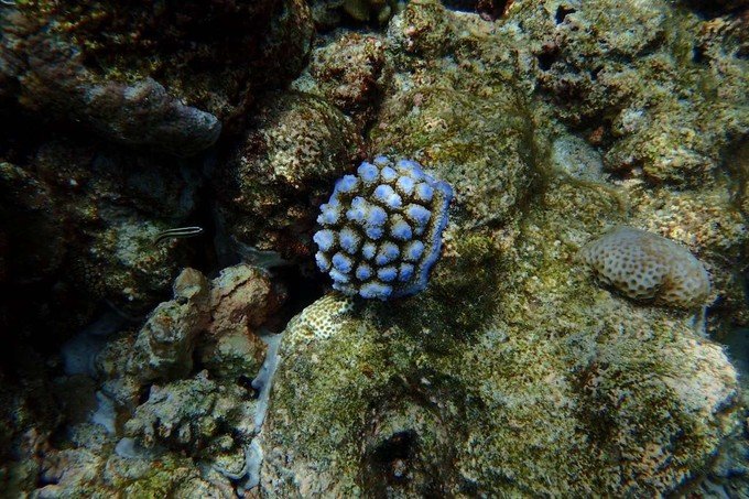 看鲨鱼，玩泥巴，看男人穿婚纱，带你看不一样的帕劳