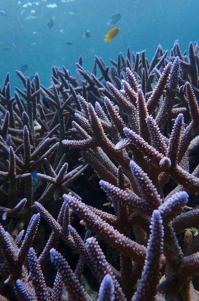 看鲨鱼，玩泥巴，看男人穿婚纱，带你看不一样的帕劳