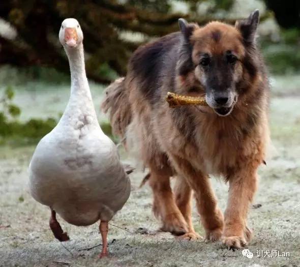 狗狗怕细菌多怎么办,怎样帮助狗狗克服恐惧心理