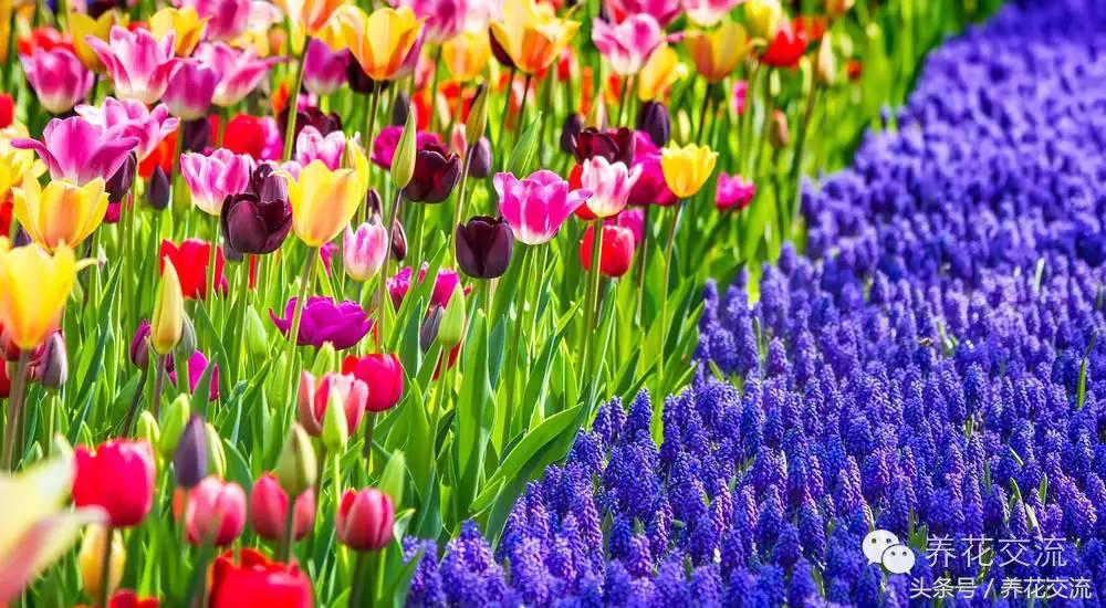 一个爱养花的家庭,一个爱花的院子