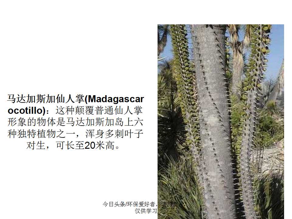 认识植物从身边开始,认识植物的根茎叶各个部分